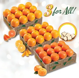 Three Oranges For All - Scarlet & Classic Navels   Mandarins