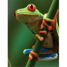 Tree Frog